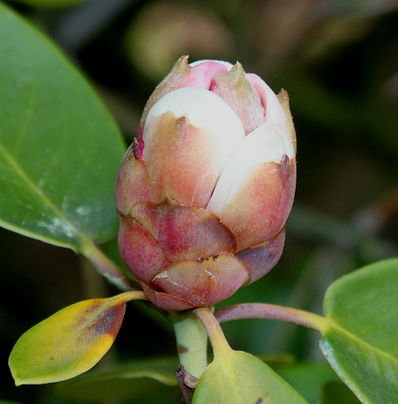 Изображение особи Rhododendron hemsleyanum.