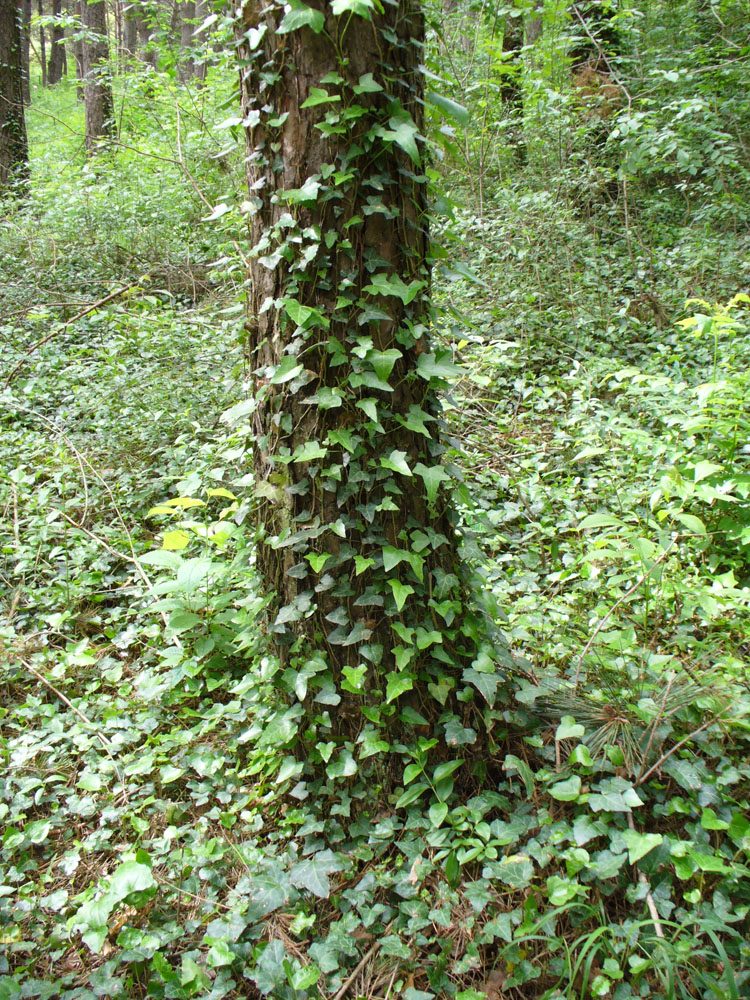 Image of Hedera helix specimen.