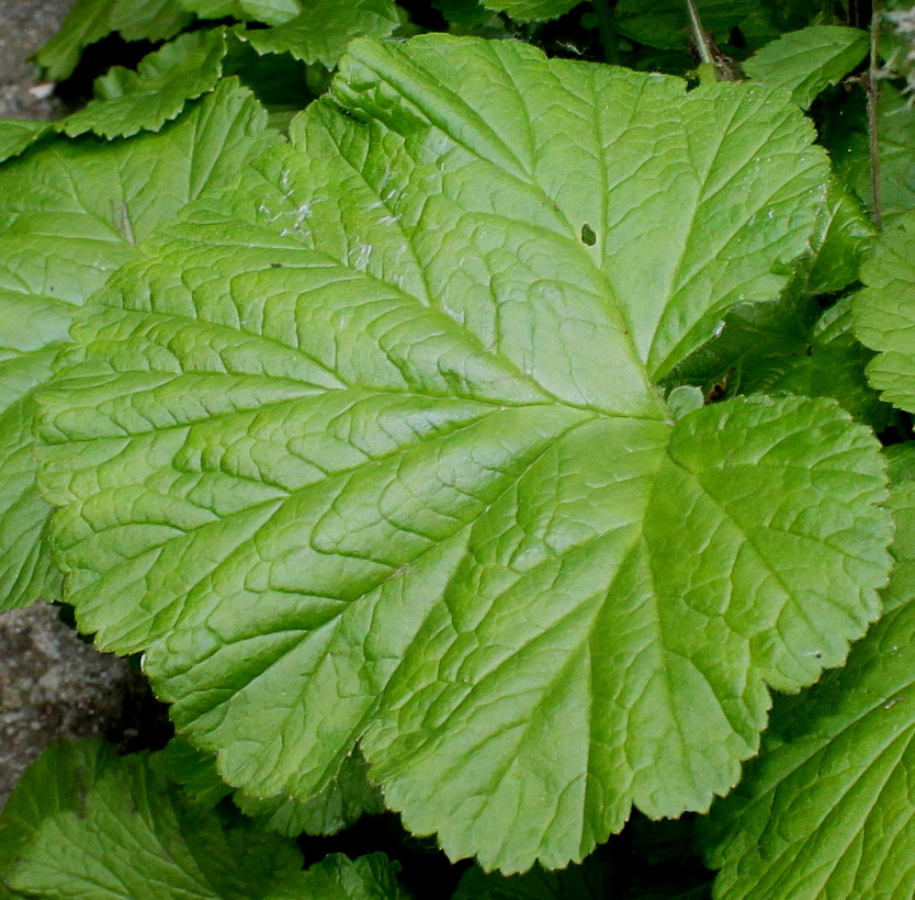 Image of Geum rivale specimen.