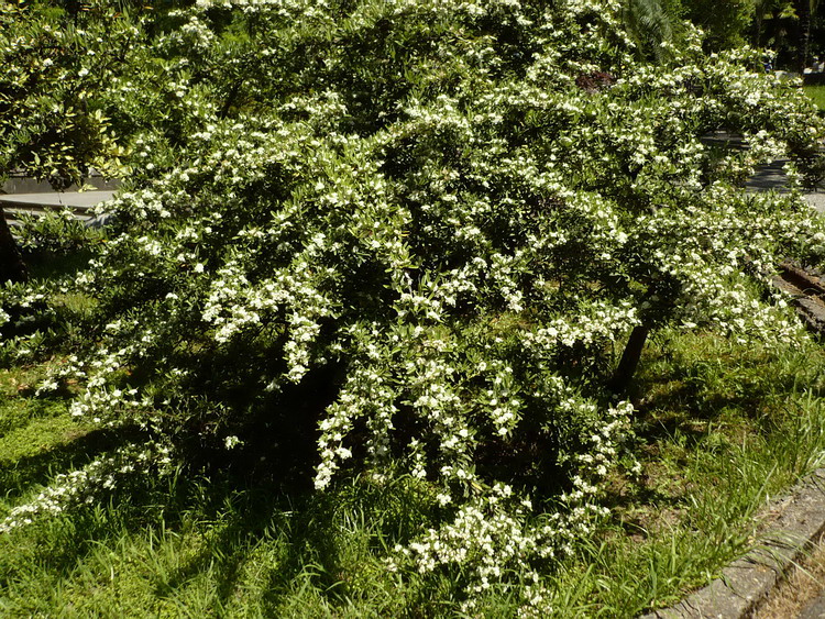 Image of Pyracantha angustifolia specimen.