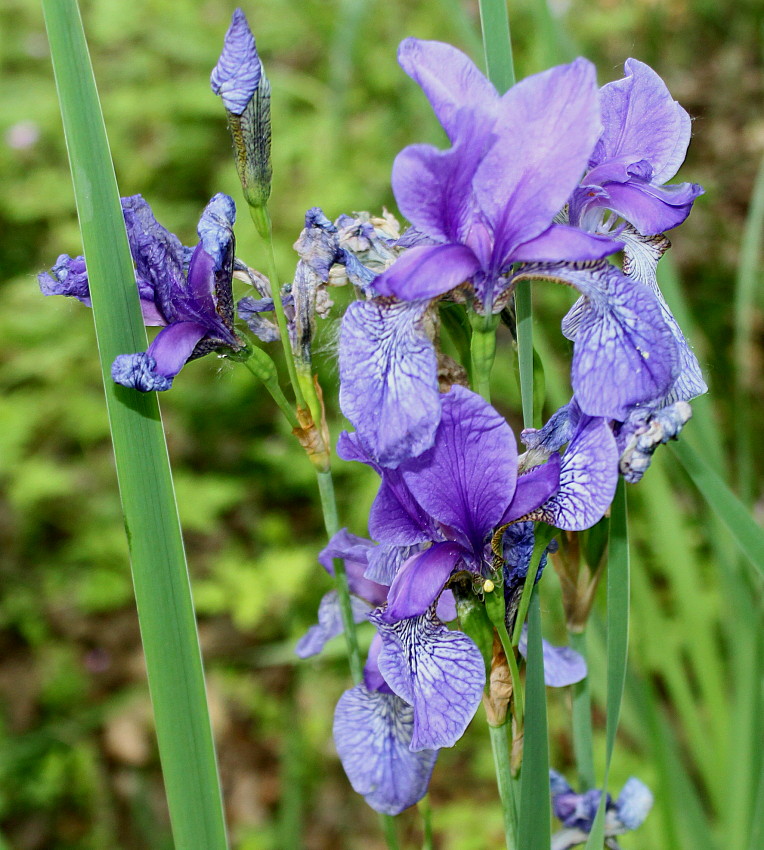 Image of Iris sibirica specimen.