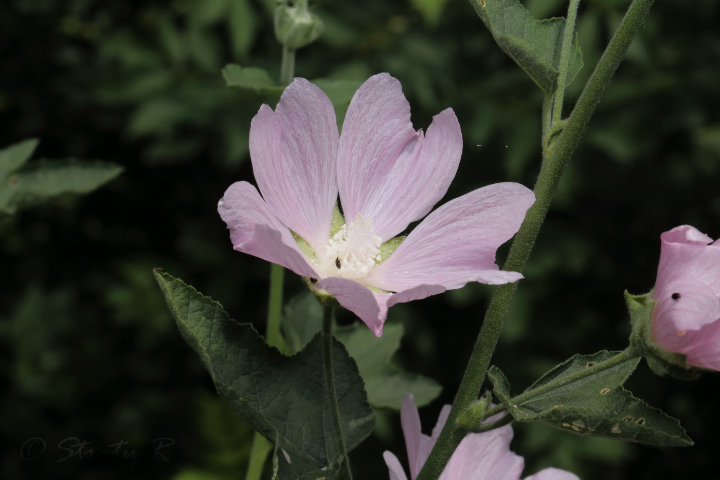 Image of Malva thuringiaca specimen.