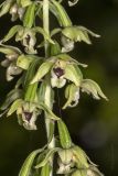 Epipactis helleborine. Часть соцветия. Саратов, Кумысная поляна. 19.07.2014.