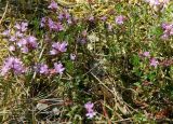 Thymus serpyllum