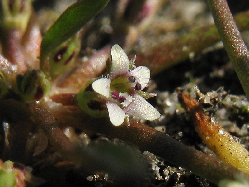 Image of Limosella aquatica specimen.