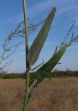 Atriplex patula. Часть побега с пазушными соцветиями. Украина, г. Запорожье, центральная часть о-ва Хортица. 06.09.2014.