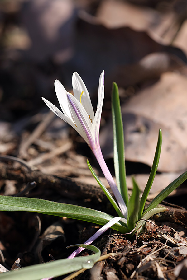 Изображение особи Colchicum kesselringii.