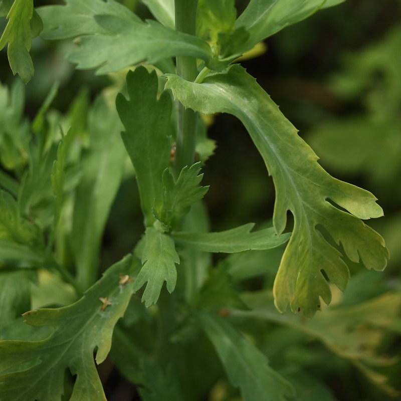 Image of Glebionis coronaria specimen.