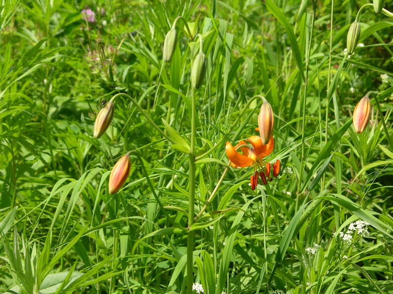 Image of Lilium debile specimen.