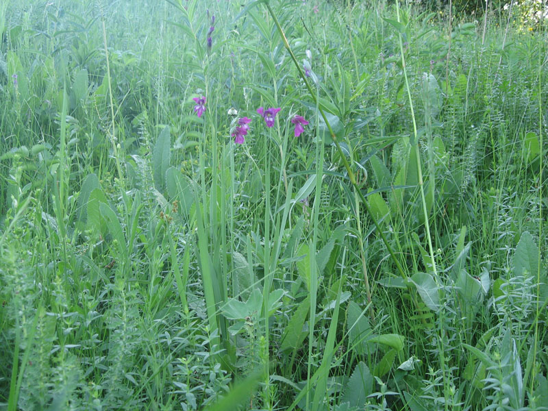 Image of Gladiolus tenuis specimen.