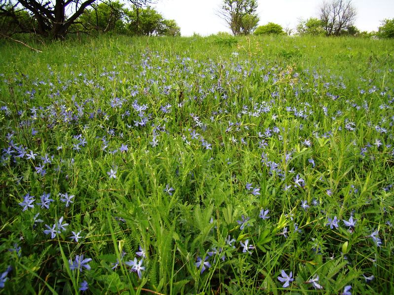 Изображение особи Vinca herbacea.