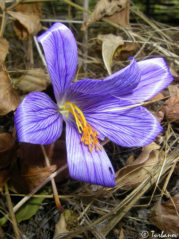 Image of Crocus speciosus specimen.