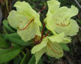 Rhododendron aureum