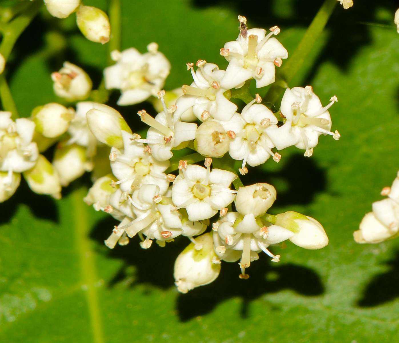 Изображение особи Ehretia tinifolia.