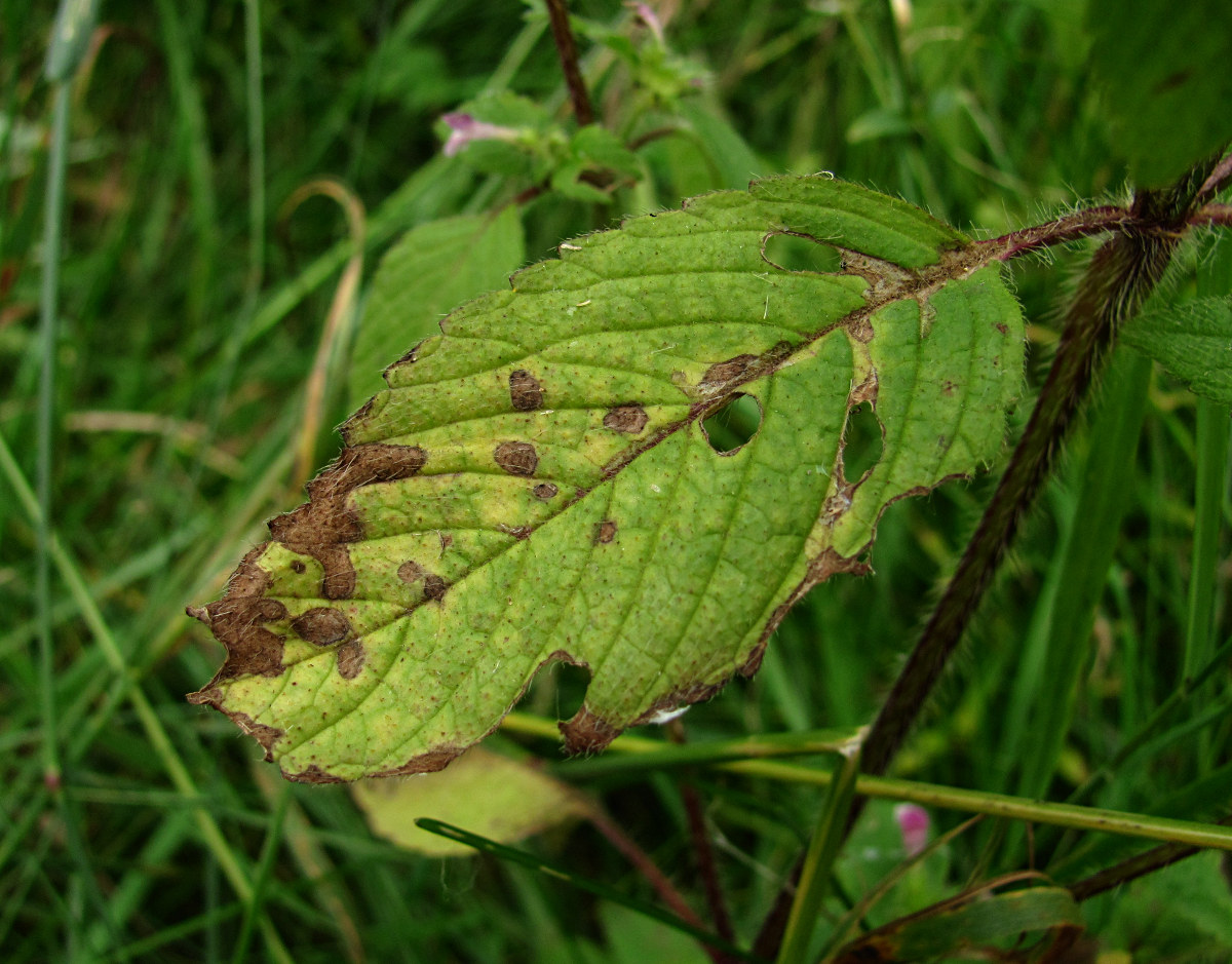 Image of Galeopsis bifida specimen.