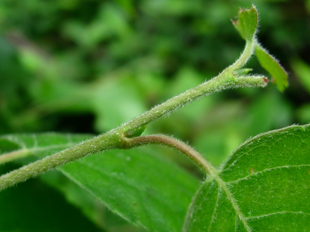 Image of Betula pubescens specimen.