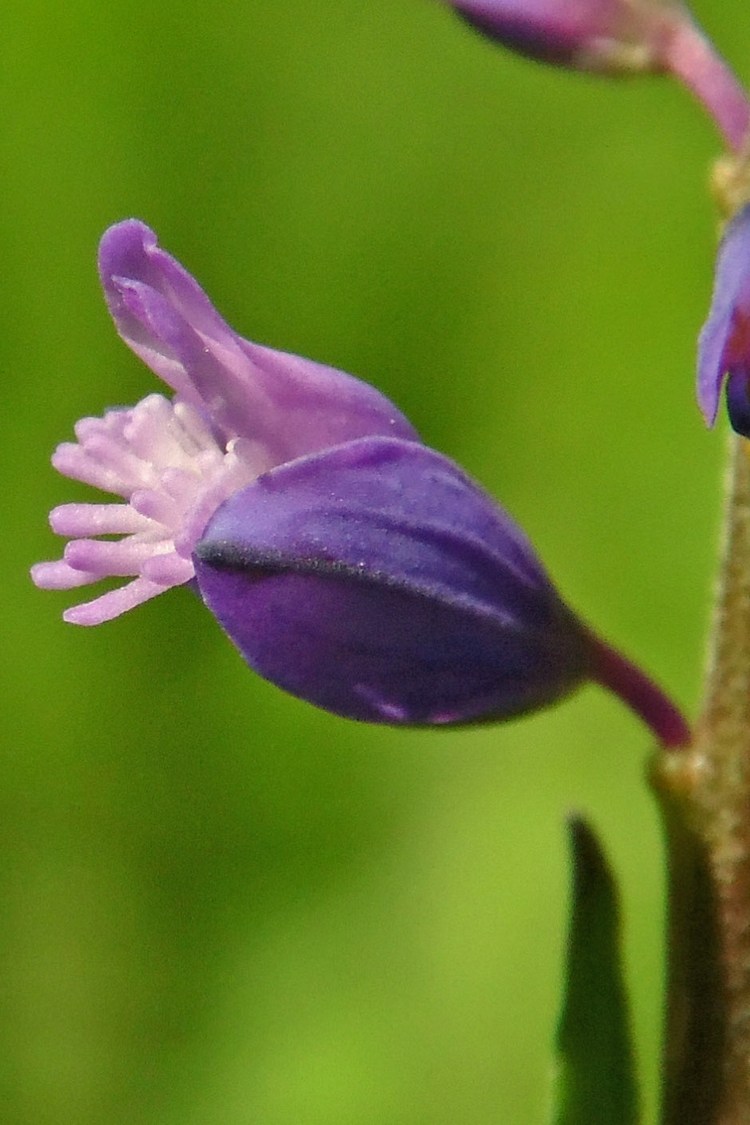 Image of Polygala comosa specimen.