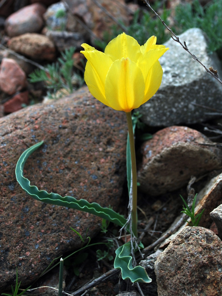 Image of Tulipa intermedia specimen.