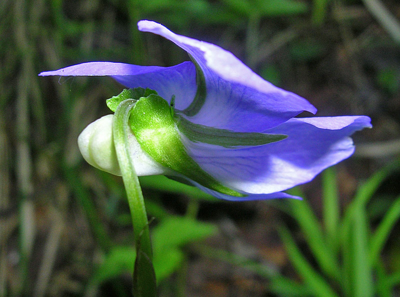 Image of Viola canina specimen.