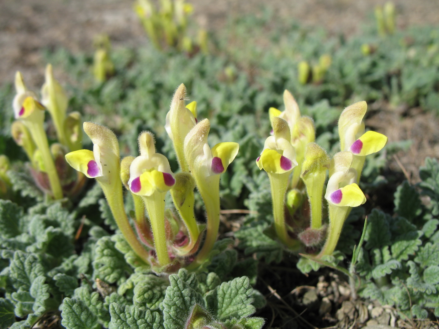 Image of Scutellaria subcaespitosa specimen.