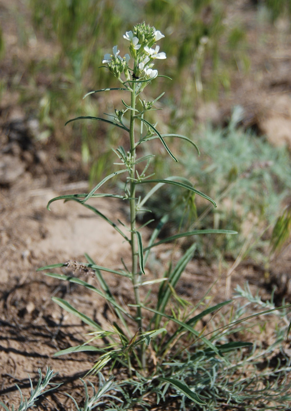 Image of Erysimum leucanthemum specimen.