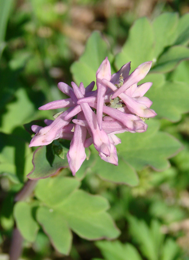 Image of Corydalis paeoniifolia specimen.