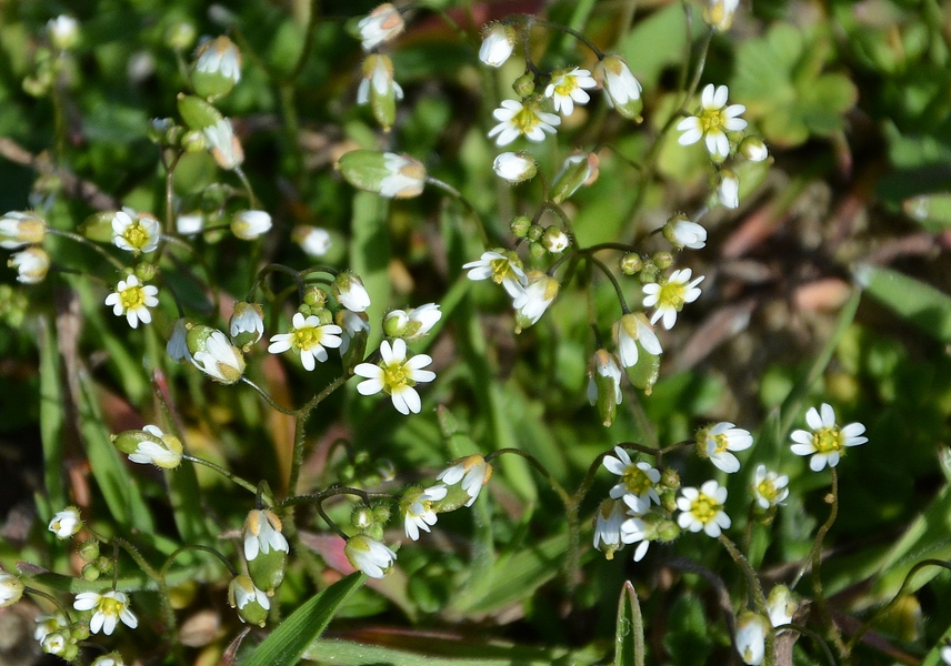 Image of Erophila verna specimen.