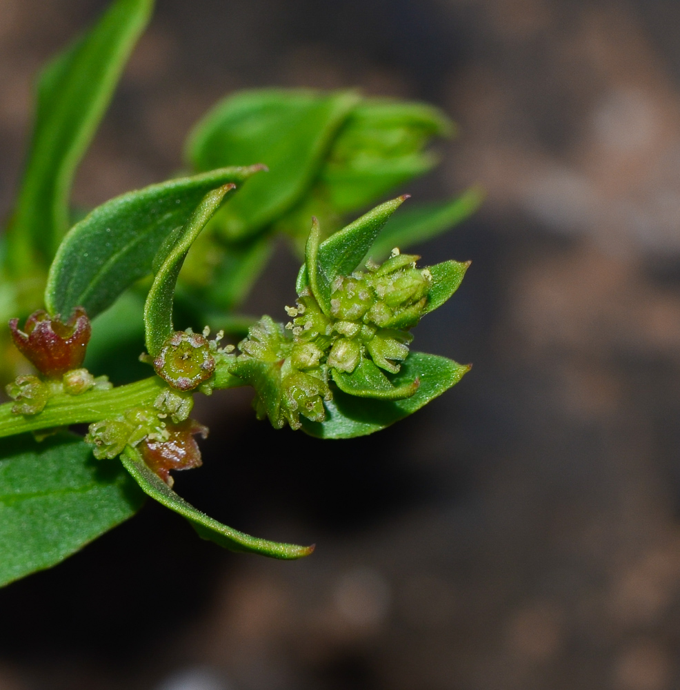 Image of Patellifolia procumbens specimen.