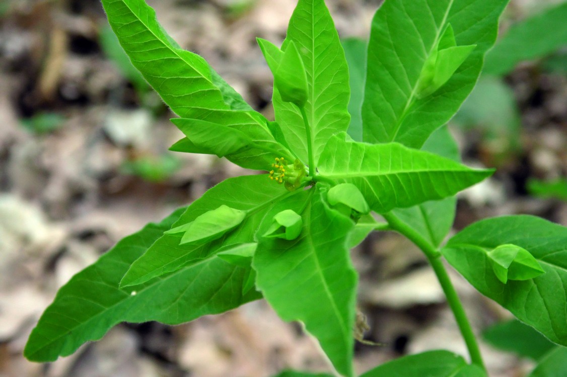 Image of Euphorbia squamosa specimen.