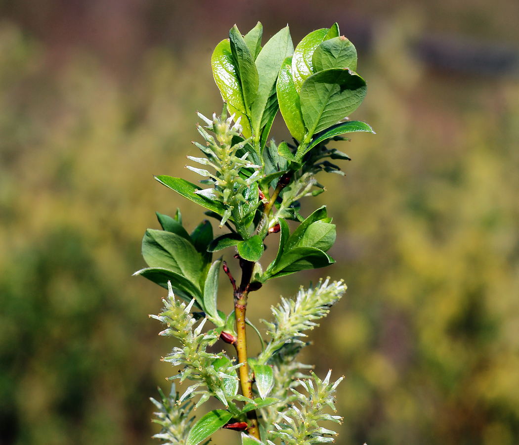 Image of genus Salix specimen.