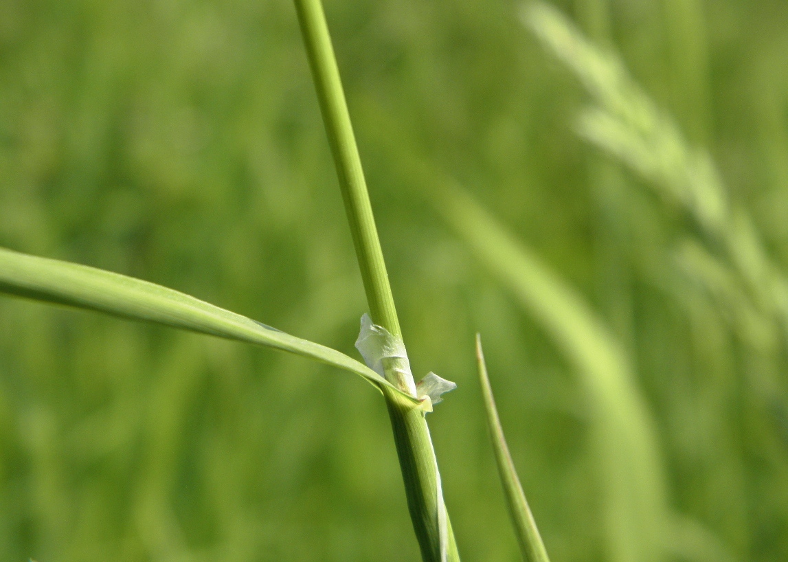 Image of Phalaroides arundinacea specimen.