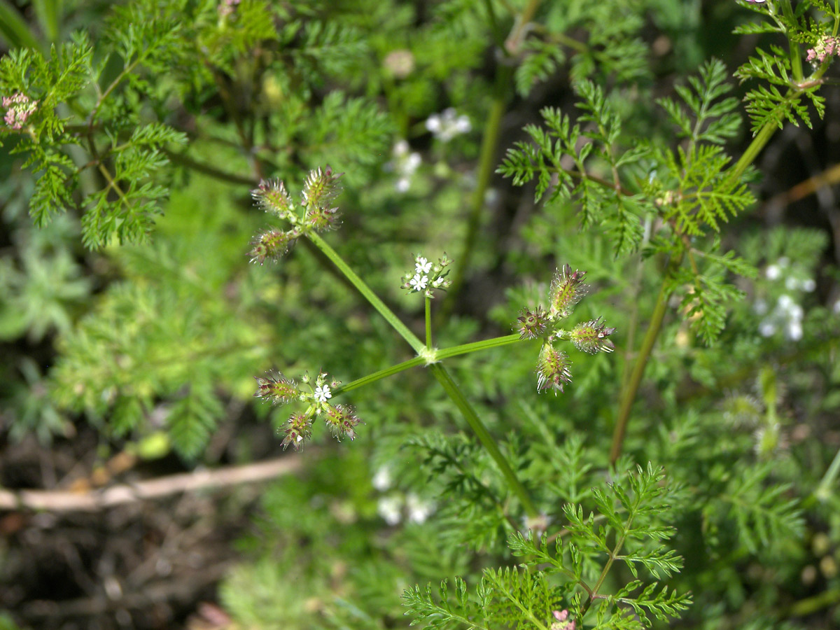 Image of Caucalis platycarpos specimen.