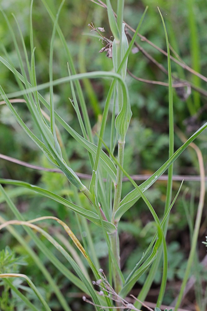 Image of Tragopogon dubius ssp. major specimen.