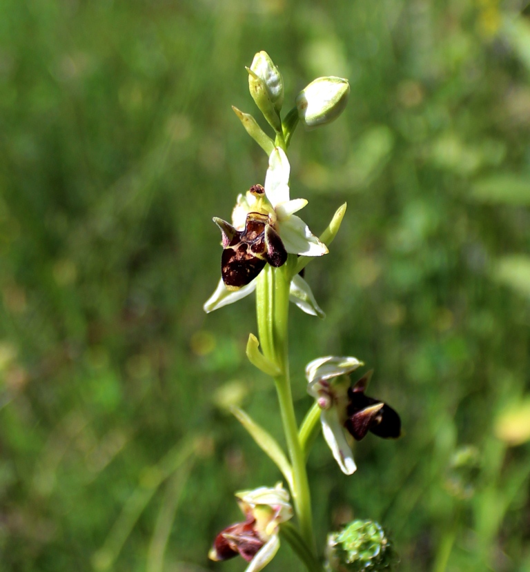 Image of Ophrys oestrifera specimen.