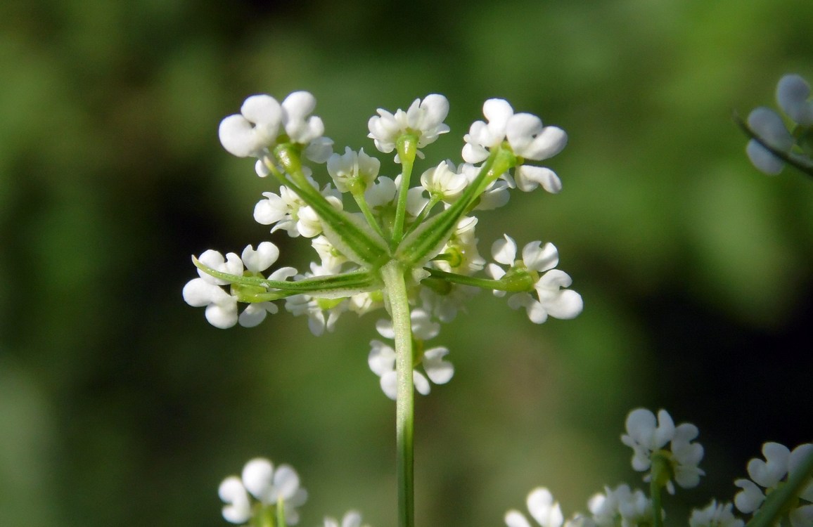 Изображение особи Chaerophyllum bulbosum.