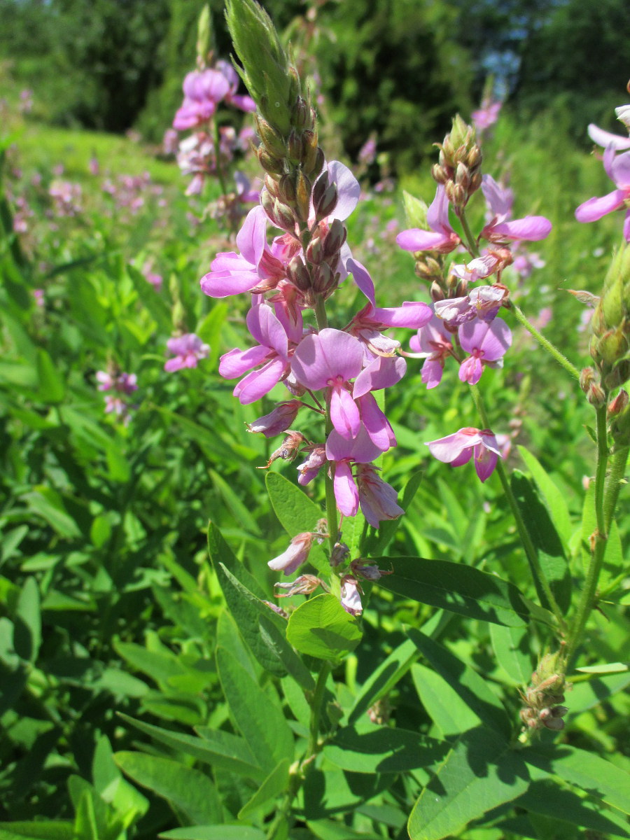 Image of Desmodium canadense specimen.