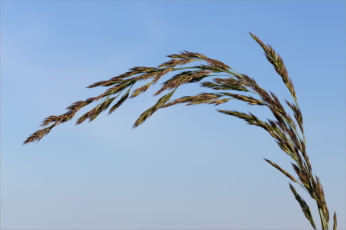 Image of Calamagrostis meinshausenii specimen.