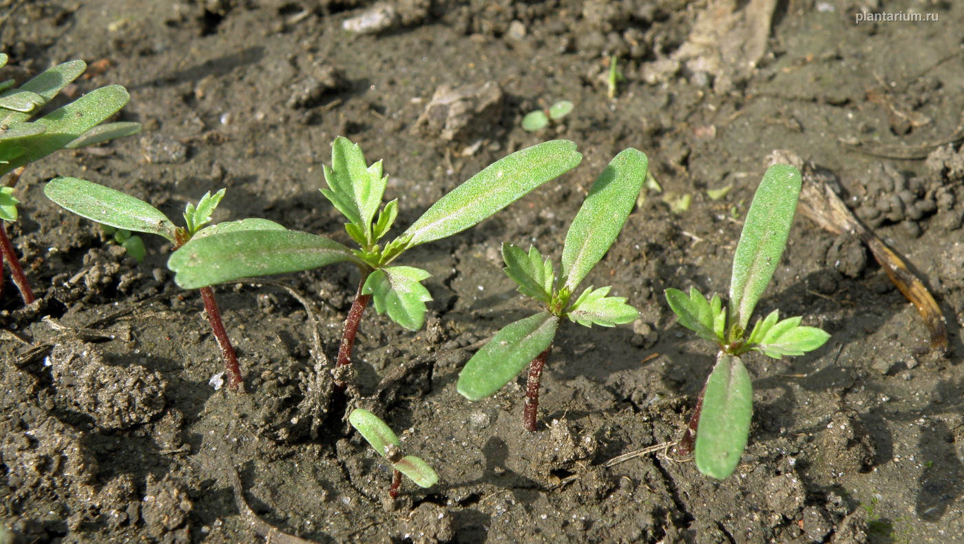 Изображение особи Tagetes patula.