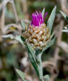 Centaurea jacea ssp. substituta