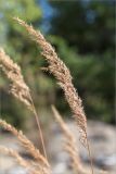 genus Calamagrostis. Соплодие. Карелия, восточный берег оз. Топозеро, песчаный пляж. 08.08.2016.