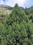 Juniperus excelsa. Верхушка кроны взрослого дерева. Крым, Балаклавский р-н, урочище Айязьма, прибрежный склон. 06.06.2016.