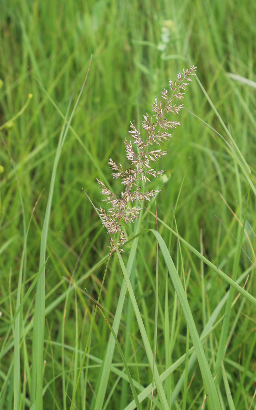 Image of Koeleria delavignei specimen.