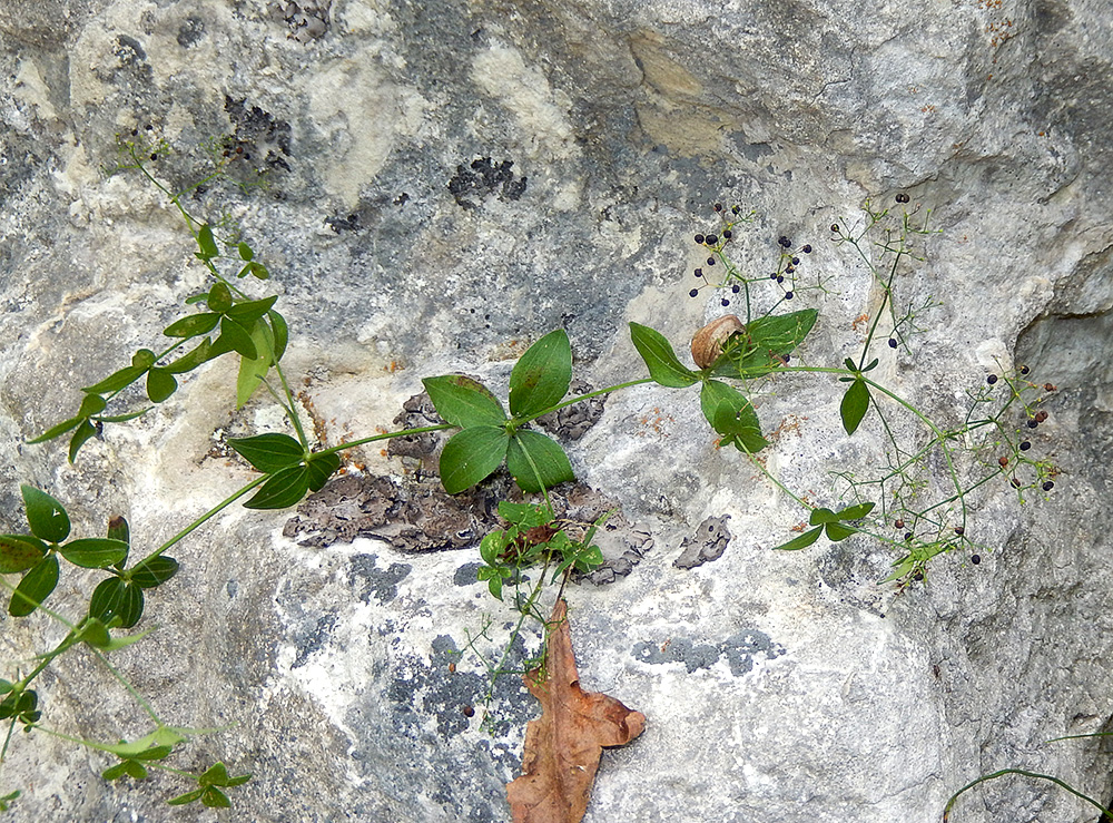 Image of Galium valantioides specimen.