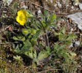 Ranunculus sprunerianus