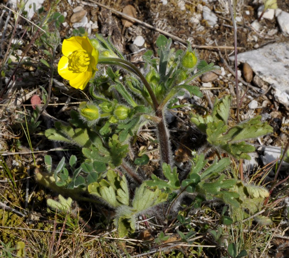 Изображение особи Ranunculus sprunerianus.