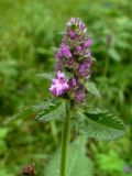 Betonica officinalis. Соцветие. Московская обл., окр. г. Чехов, лиственный лес. 09.07.2008.