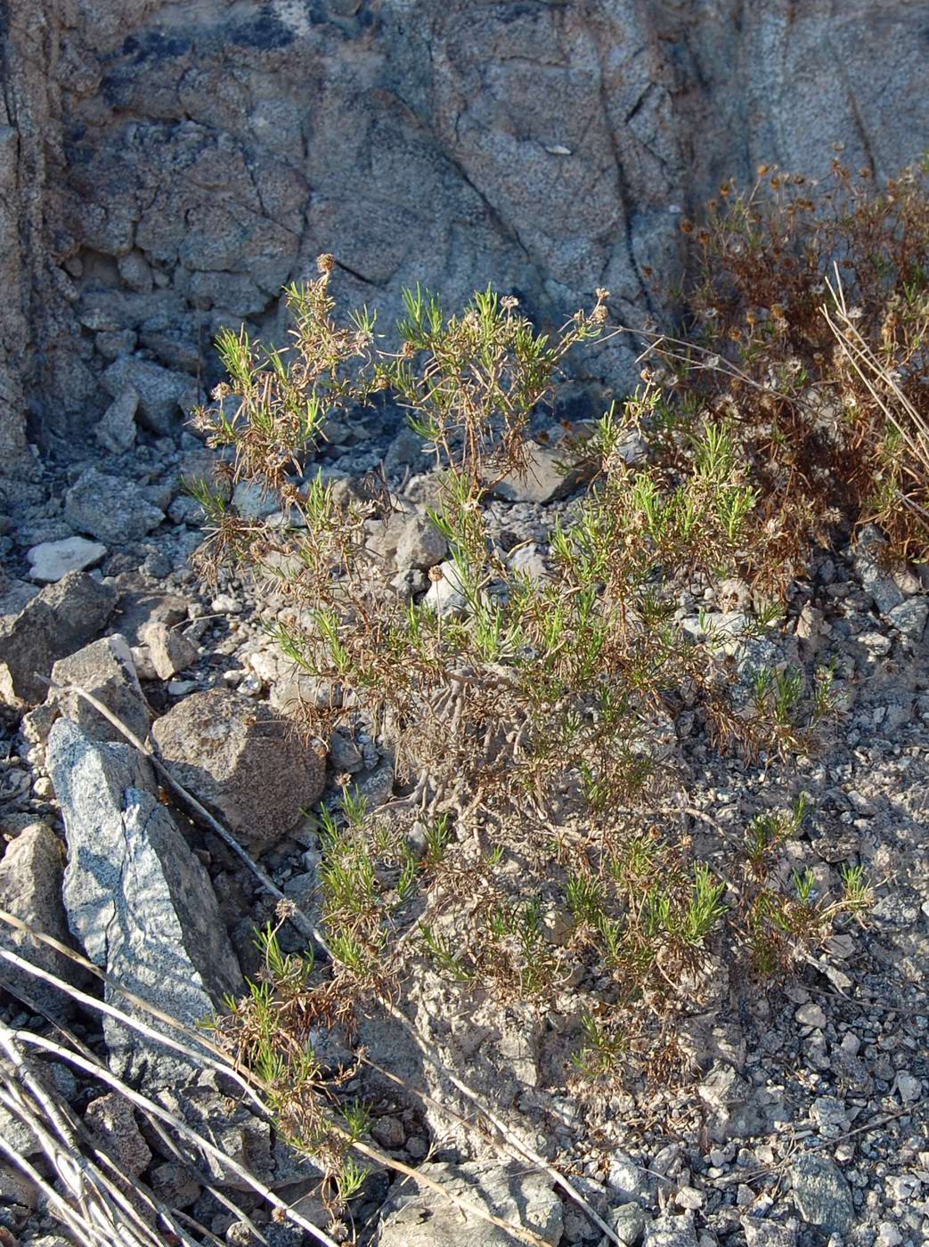 Image of familia Asteraceae specimen.