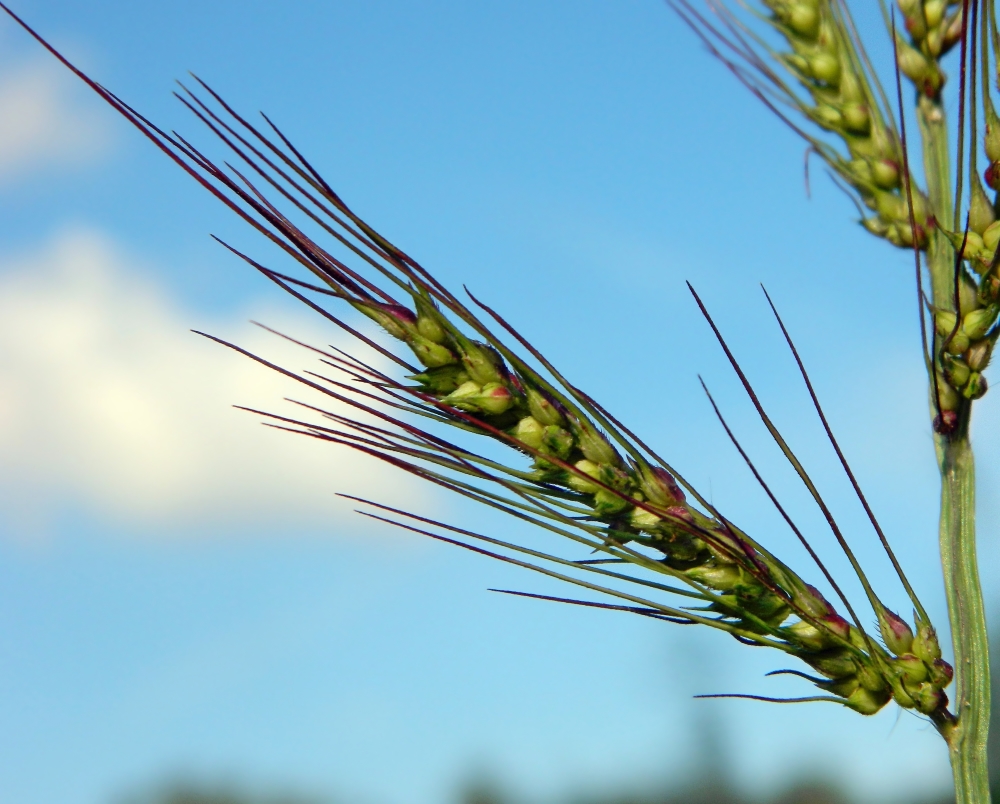 Изображение особи Echinochloa crus-galli.