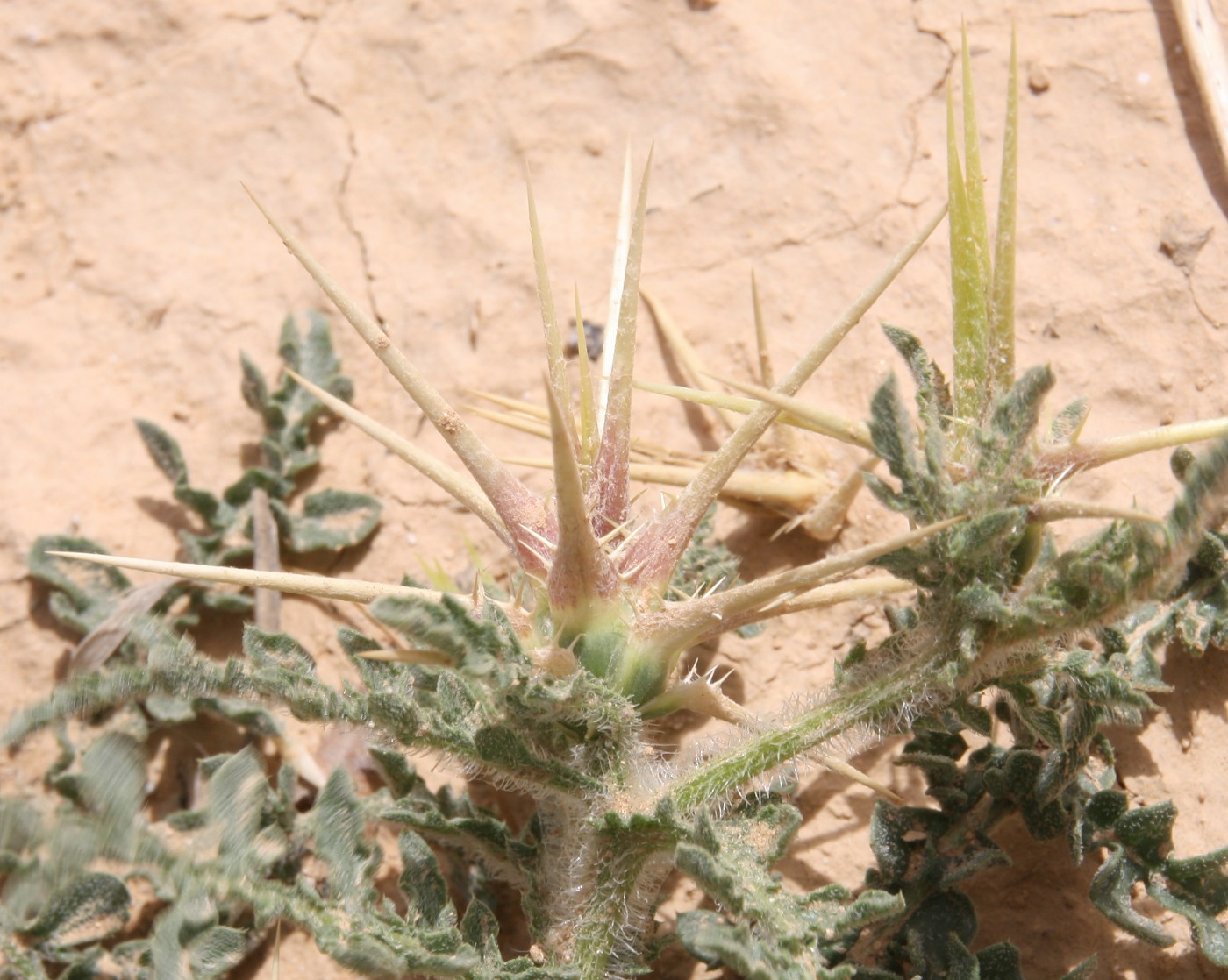 Image of Centaurea alexandrina specimen.