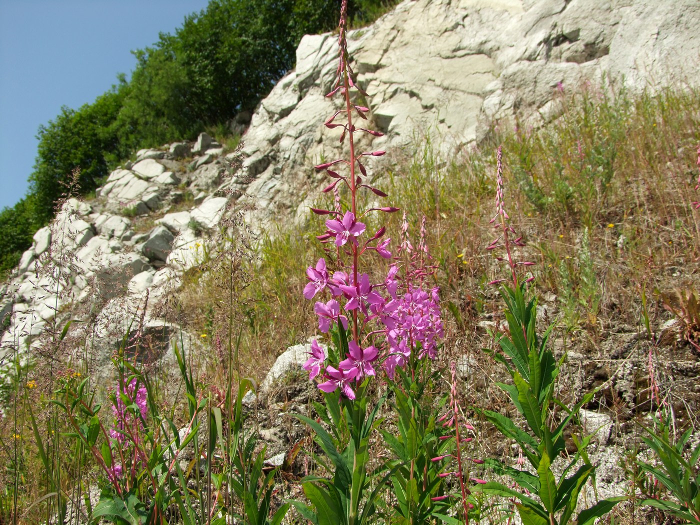 Изображение особи Chamaenerion angustifolium.